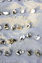 IMG_2510_opt.jpeg