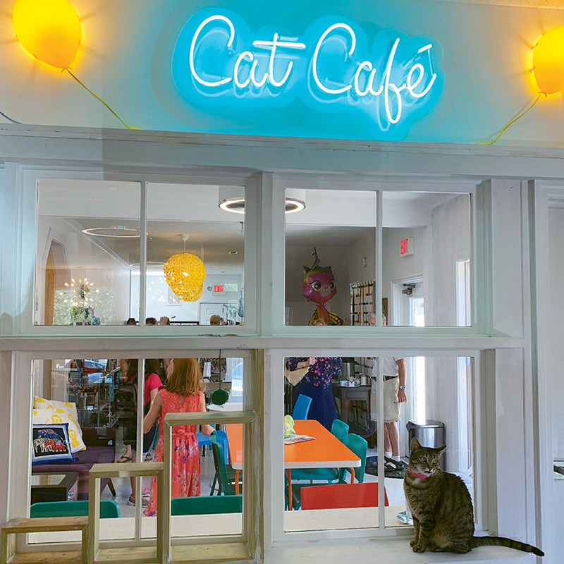 Purr & Pour Cat Cafe Revolutionizes the Adoption Process