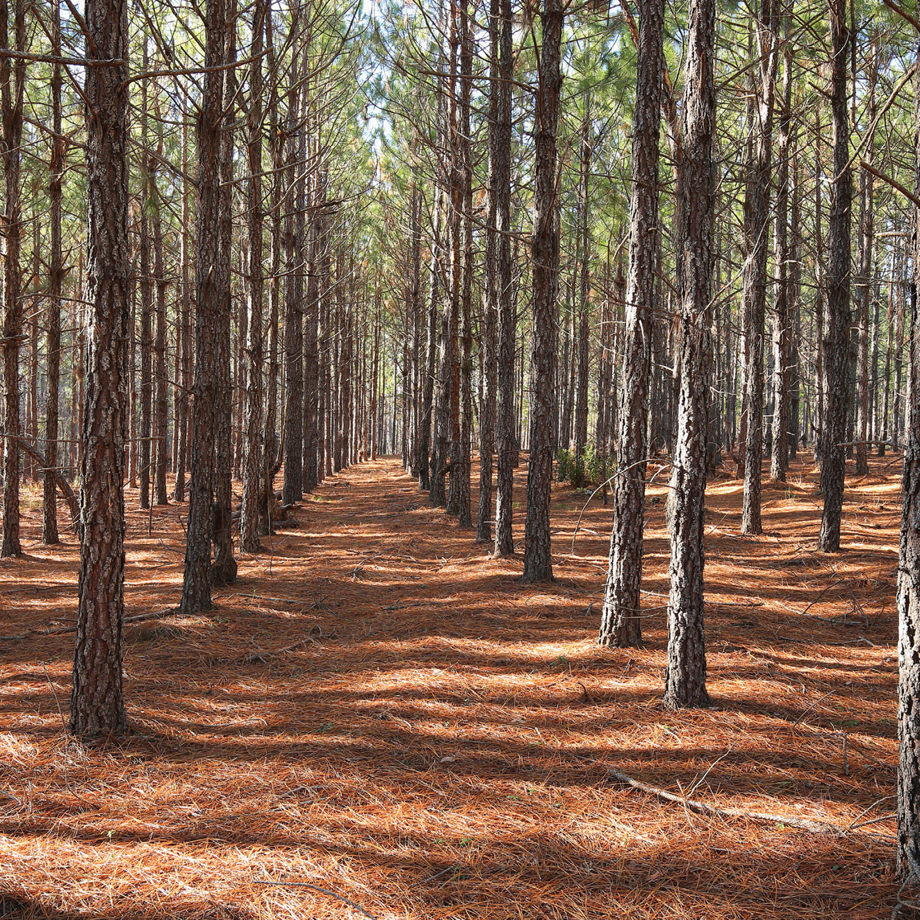 longleaf pine tree facts