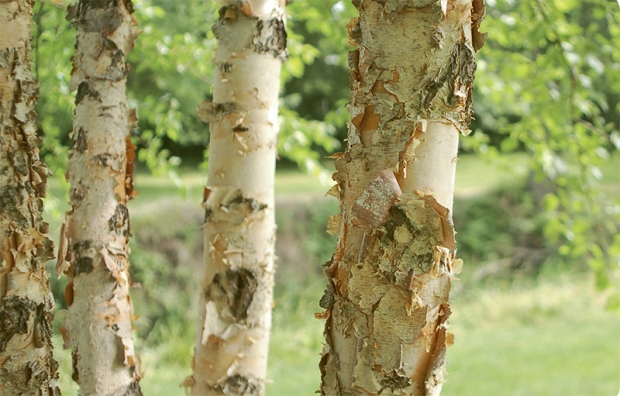 River Birch Tree