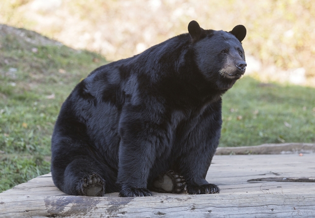 American Black Bear