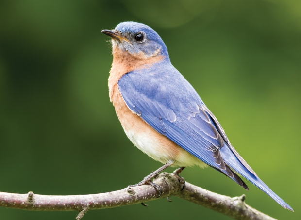 True Blue (Sialia sialis) | Myrtle Beach, SC | Grand Strand Magazine