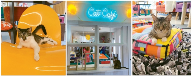 Georgetown s  Purr Pour Cat  Cafe  Revolutionizes the 