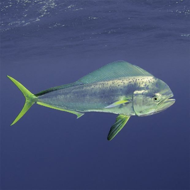 Fun Facts About the Miraculous Mahi Mahi Fish