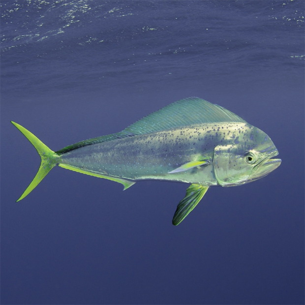 Fun Facts About the Miraculous Mahi Mahi Fish, Myrtle Beach, SC