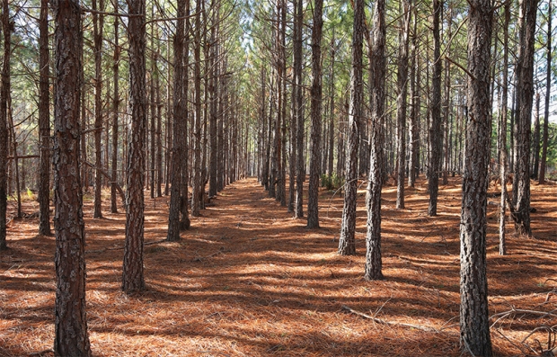6 Fun Facts About The Longleaf Pine Myrtle Beach Sc Grand Strand Magazine 6 Fun Facts About The Longleaf Pine Myrtle Beach Sc Grand Strand Magazine