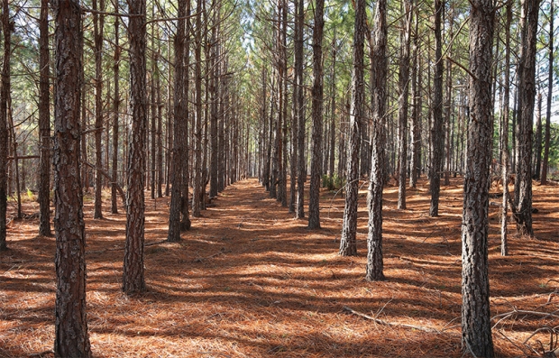 Longleaf Pine