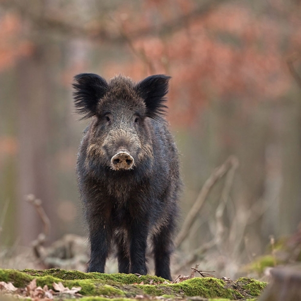 Wild Hog (Sus scrofa) | Myrtle Beach, SC | Grand Strand Magazine