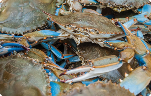 Fascinating Facts About The Blue Crab | Myrtle Beach, SC | Grand Strand ...