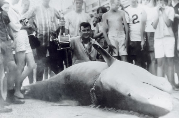 world record great white shark on rod and reel