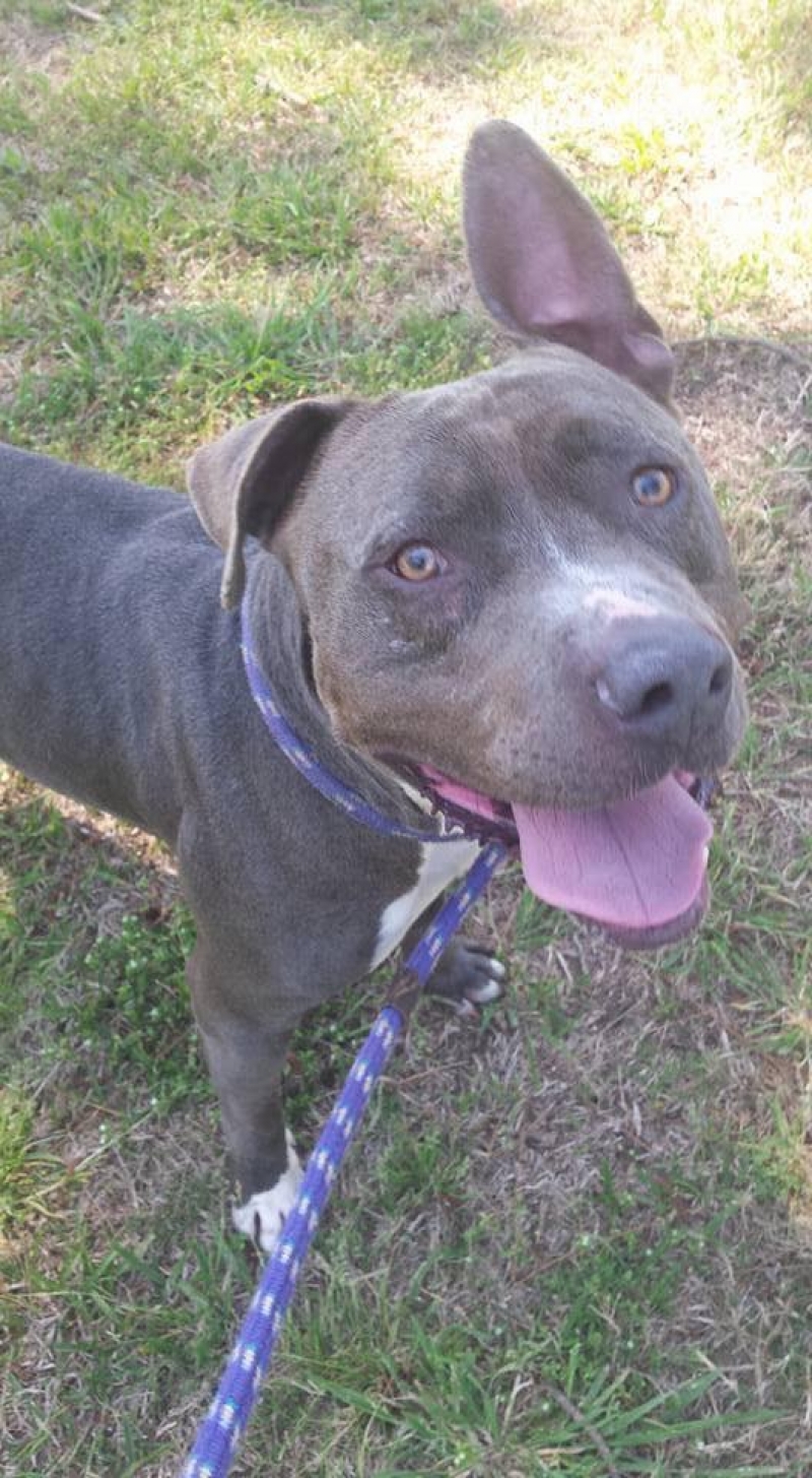 grand strand animal rescue