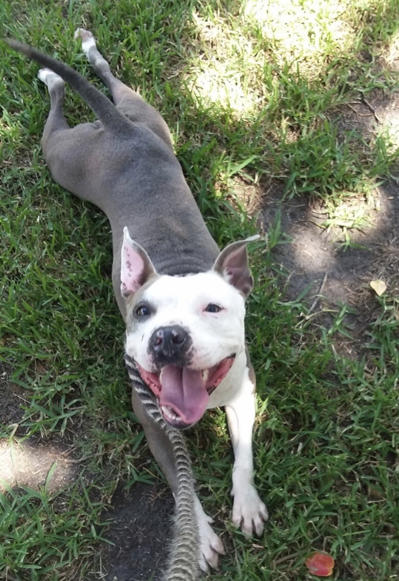 grand strand animal rescue