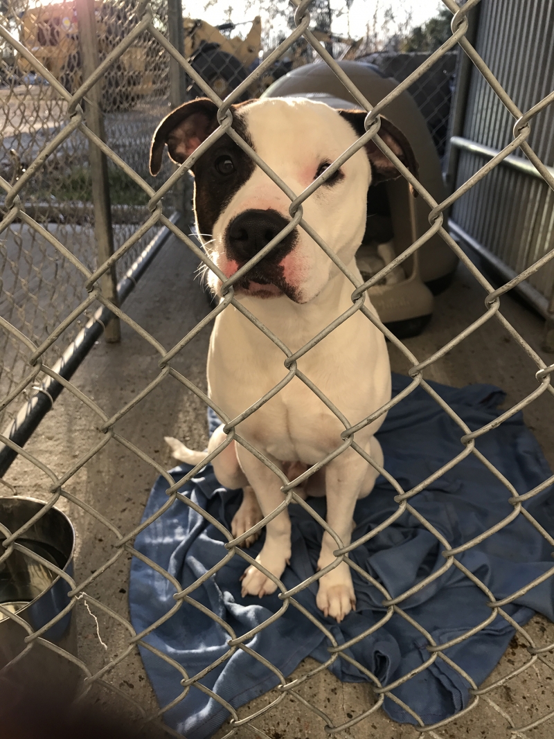 grand strand animal rescue