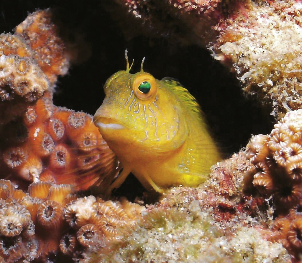 A curious golden blenny peeks out from a crevice on the wreck of the USS General Sherman.
