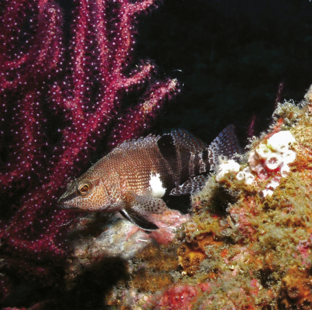 A belted sandfish swims among the encrusted remains of the USS General Sherman.