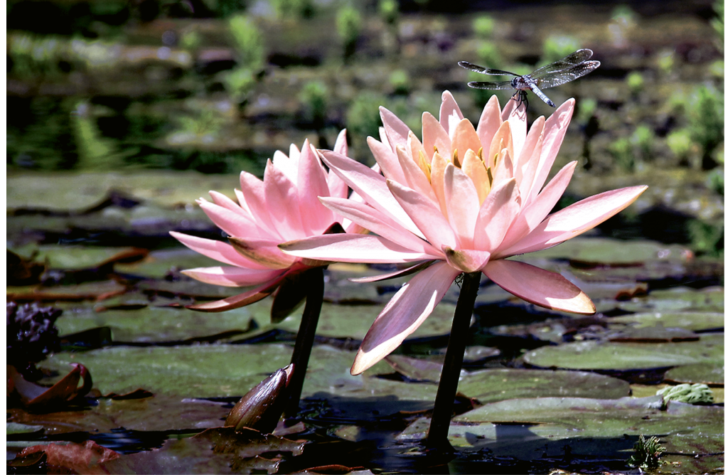Dragonfly on Lilies  Photographer: Irene T. Dowdy  Where: Brookgreen Gardens