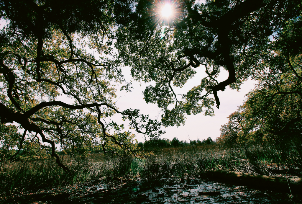 Saltwater Roots  Photographer: Will Williams  Where: Vereen Gardens, Little River