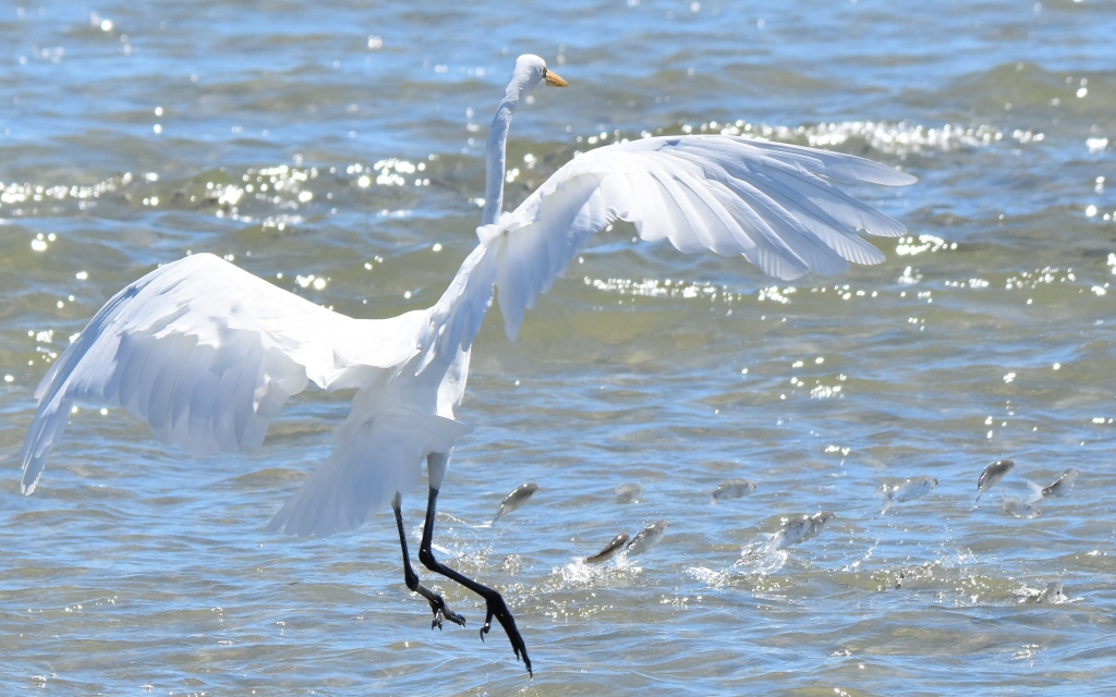 Paul Lieck of P&amp;D Photography, Myrtle Beach