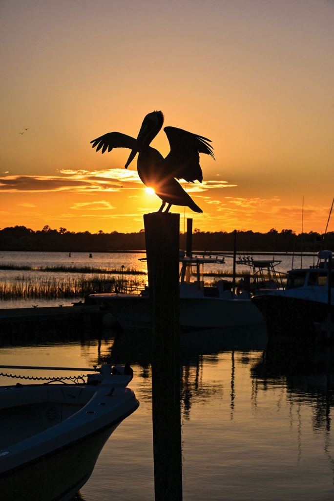 A Pelican Silhouette - Jim Arnold, Marlin Quay Marina, Murrells Inlet