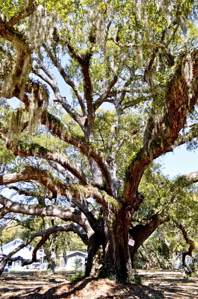 Ashley Morrison, &quot;Trees Down the Street&quot;