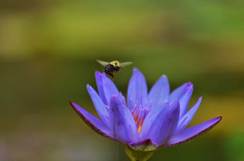 Bruce Geary, Love That Pollen