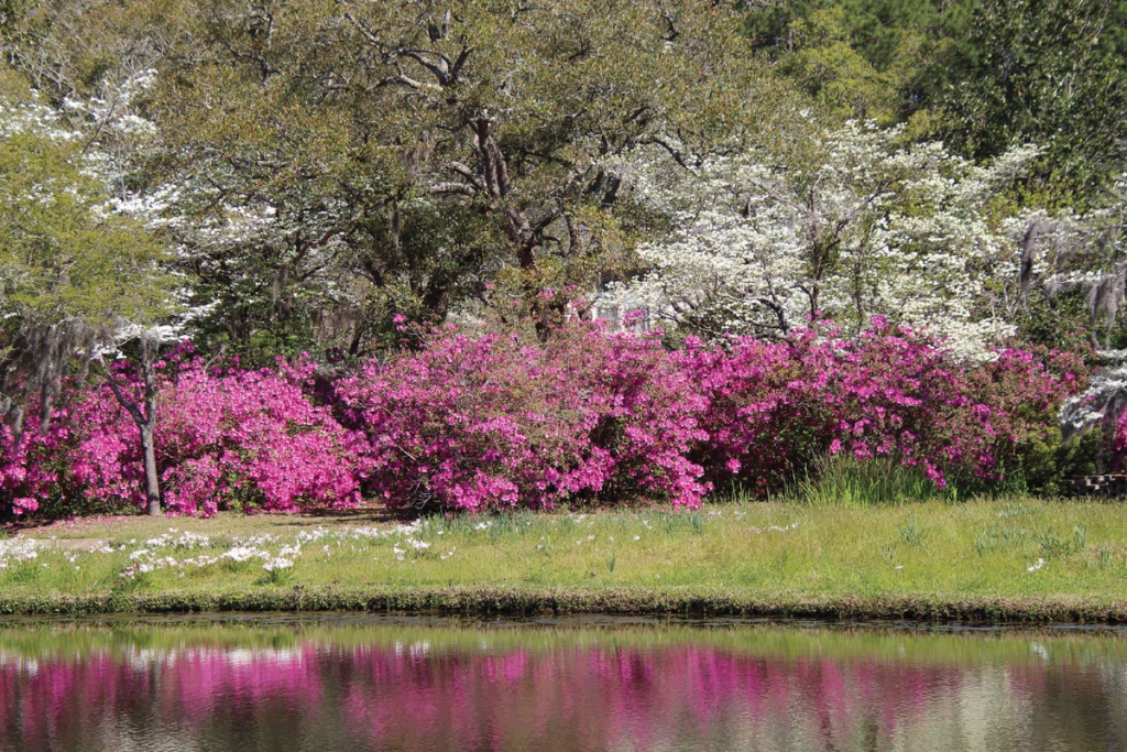 Beautiful Azaleas - Debbie Matter Brookgreen Gardens
