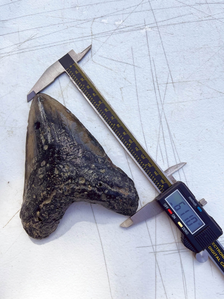 A megalodon tooth as shown by Myrtle Beach Shark Tooth Adventures