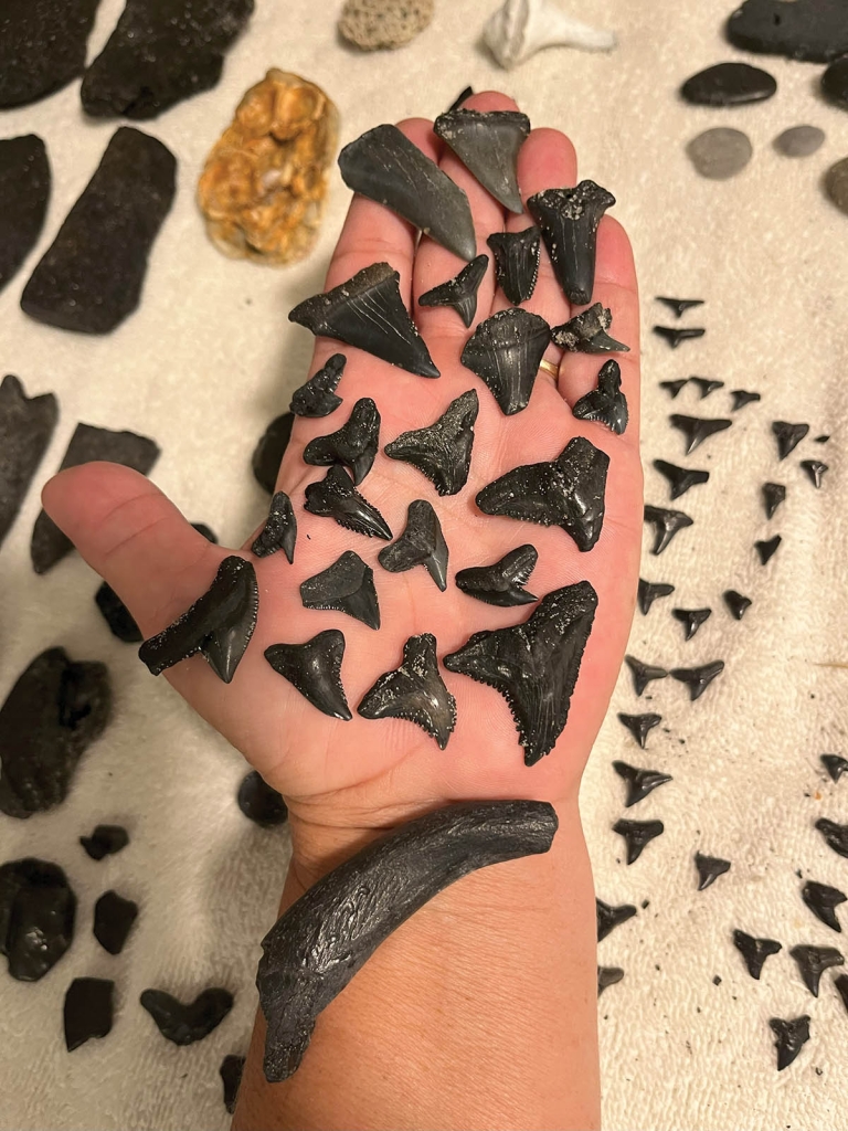 Booth displays finds from a Charleston dredge island.