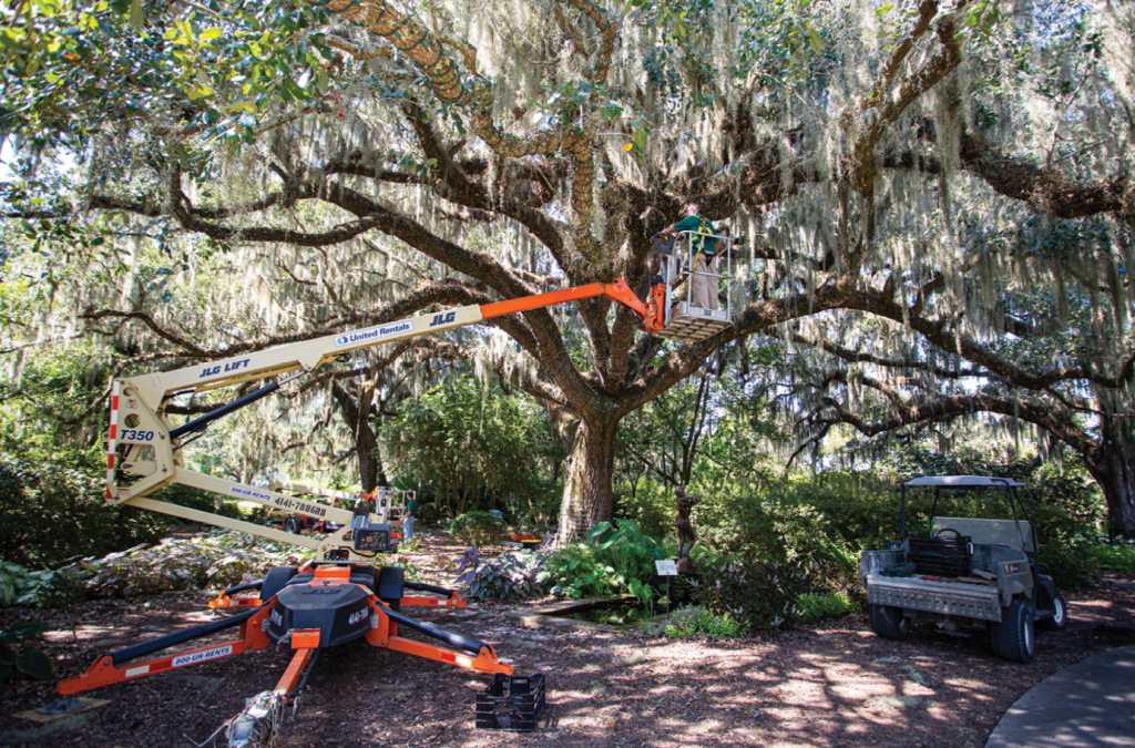 It takes months to get all the lights in place for Brookgreen Gardens’ Nights of a Thousand Candles. Employees and volunteers start hanging the lights on trees just after Labor Day.