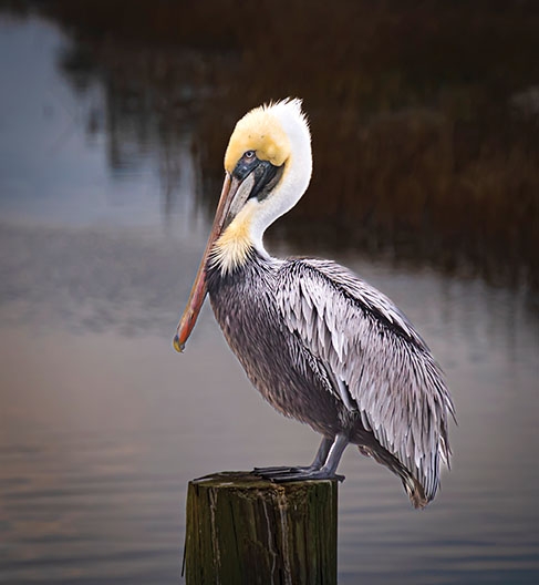 Brown Pelican Eyeing The Dawn - Kathy Dowling, The Marshwalk of Murrells Inlet