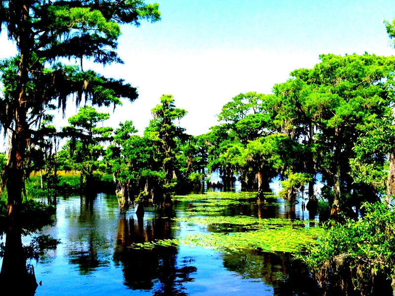 Christine House, &quot;Prince George Cypresses&quot;