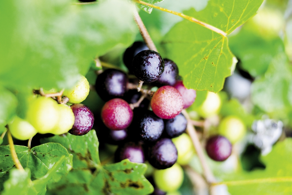 Grape of Many Colors:<br />You’ll see the colors of the rainbow represented within the some 300 varieties of muscadine, from pale gold to deep purple, all thanks to abundant Southern sunshine.