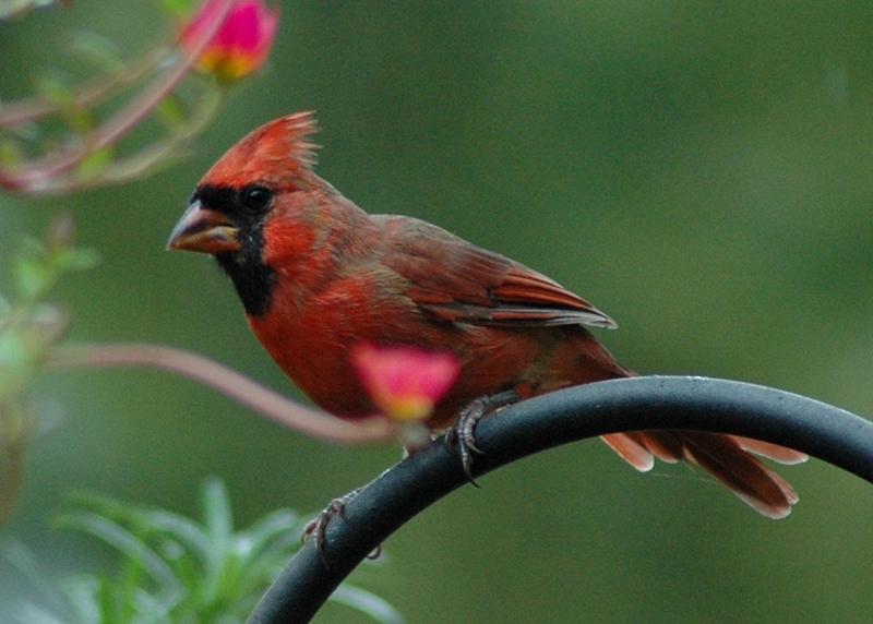 Christy Young, Myrtle Redbird