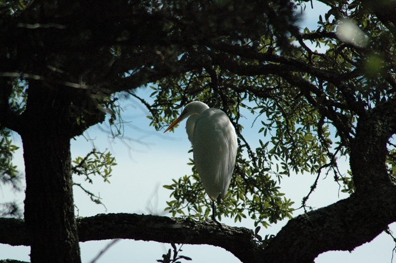 Christy Young, &quot;The Great Egret&quot;