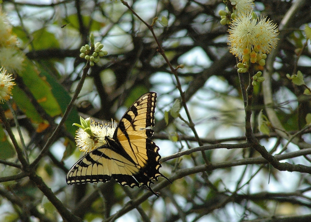 Carolina Butterfly, Photographer: Christy Young