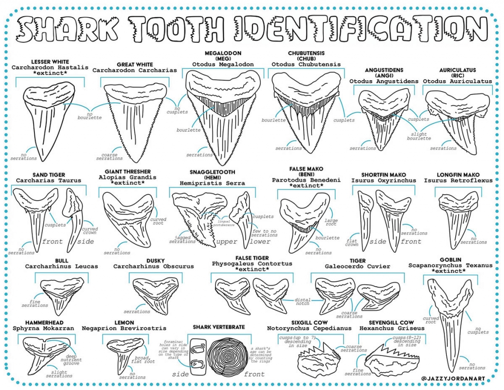 With so many varieties of shark teeth to be found, proper identification is key. Facebook groups like Myrtle Beach Shark Teeth or guidebooks like “Shark Tooth Hunting on the Carolina Coast” can be useful resources.