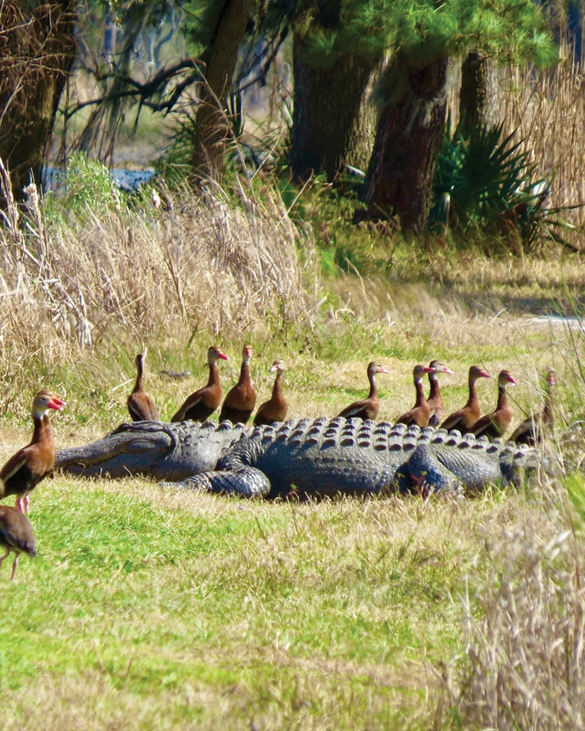 Duck Party - Rendi Ray Annandale Plantation, Georgetown
