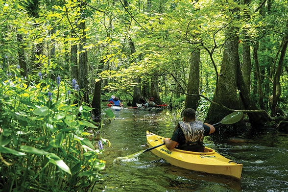 First Time Paddlers Explore Cypress Swamp - Marsh Deane, Waccamaw Nation Wildlife Refuge, Waccamaw River, Horry County