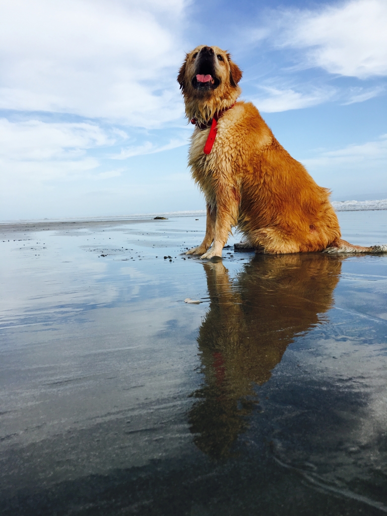 Happy Dog, Happy Life, Photographer: Samantha Homan, Where: North Litchfield Beach