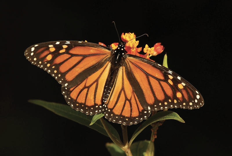 Monarch Butterfly - Jacqueline Ginther Murrells Inlet