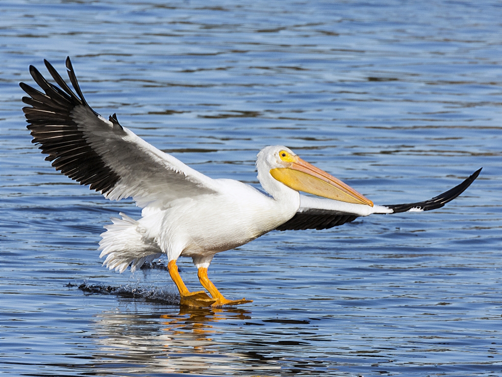American White Pelican, Photographer: Leslie Nolan Where: Huntington Beach State Park
