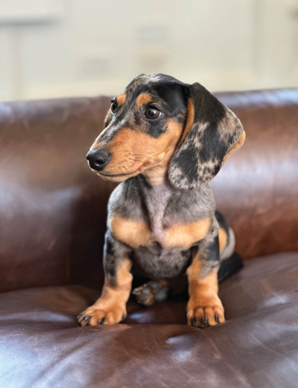 GEORGE - Meredith Lukowski