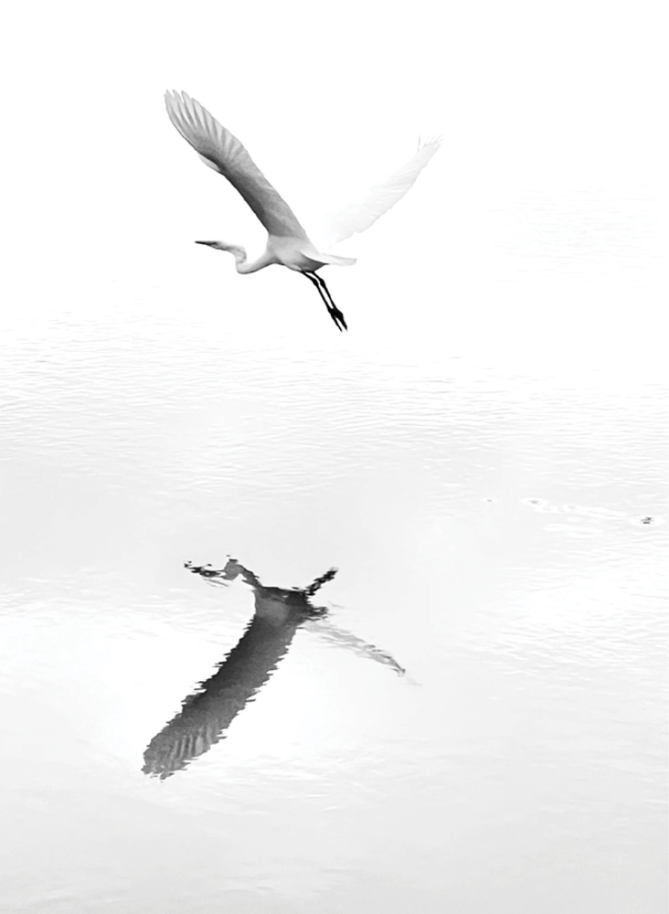 Great White Egret in Flight - Diane Disher Little River