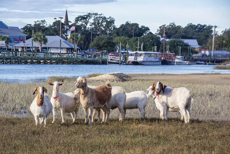 GREETINGS FROM THE INLET - Christine Lizzul, Goat Island in Murrells Inlet