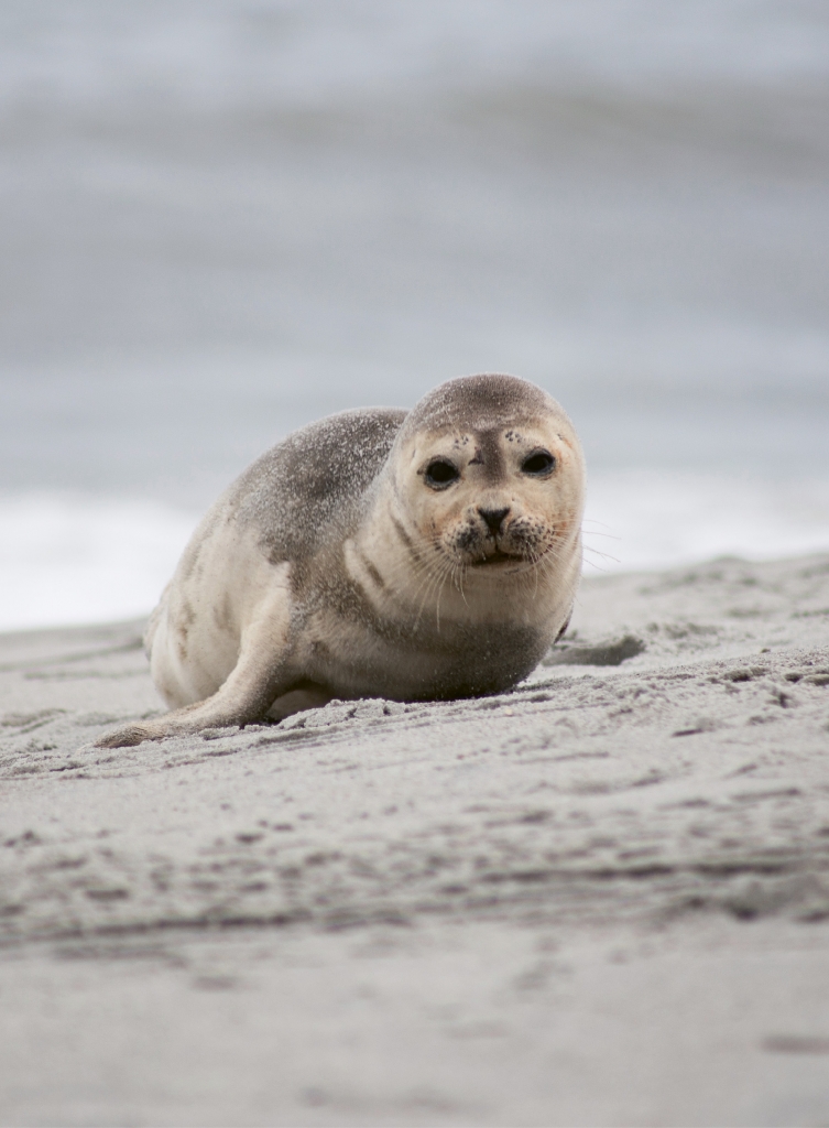 Harbor Seal - Eric Henson - Myrtle Beach