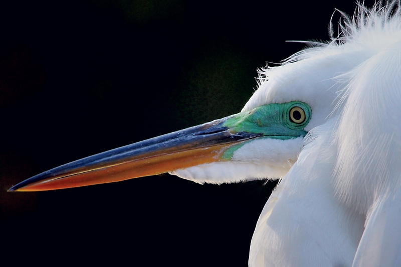 Irene Tolvay Dowdy, &quot;Up Close and Personal&quot;