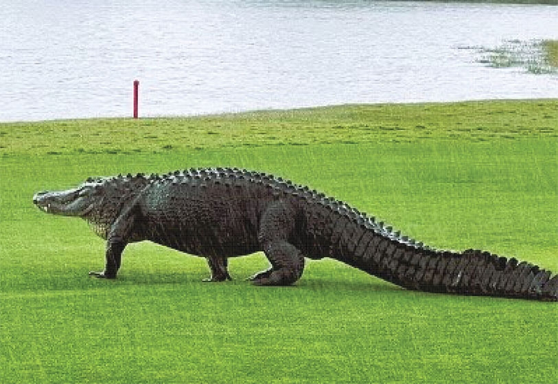 A local resident and namesake of “Alligator Alley” takes a morning stroll down one of the manicured fairways.