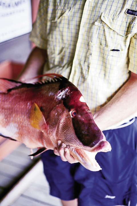 Right: A hog snapper, also known as hogfish.