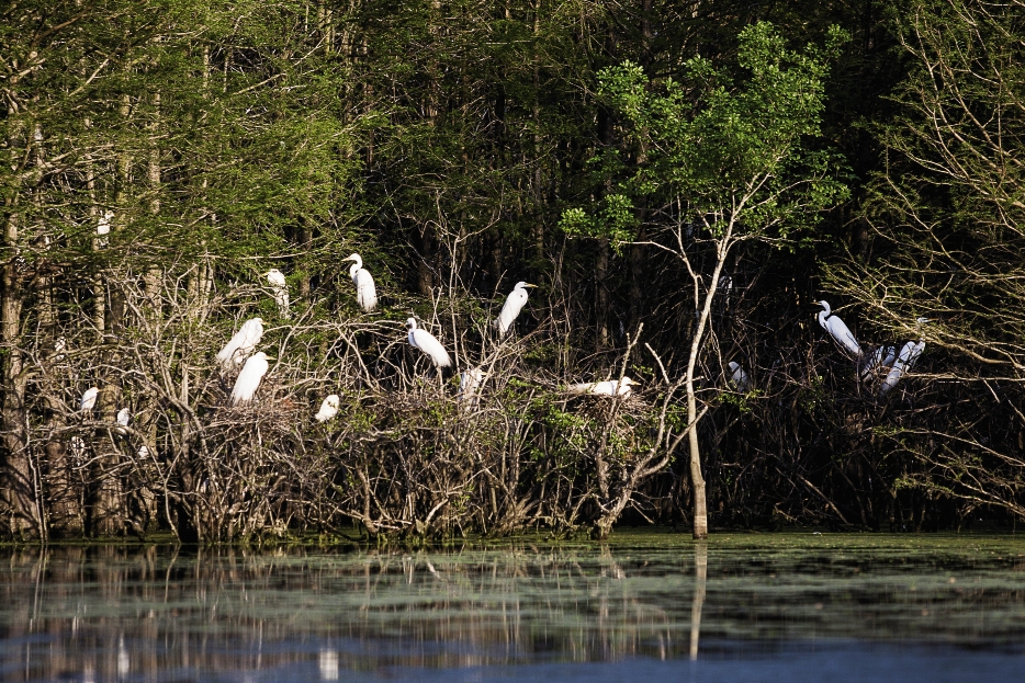 Great Egrets wait patiently for their curious visitors to paddle past.
