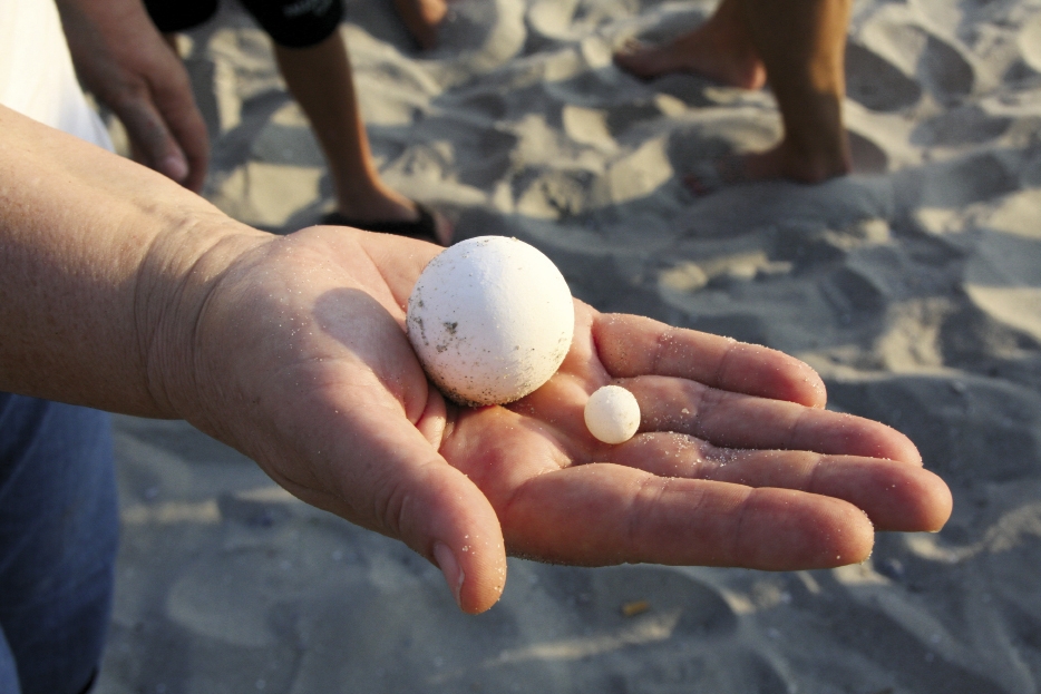 An unhatched loggerhead egg is pictured next to a small spacer egg. Occasionally these smaller eggs are found in a nest and their purpose is unknown. They are not viable.